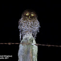 Bare-shanked Screech Owl