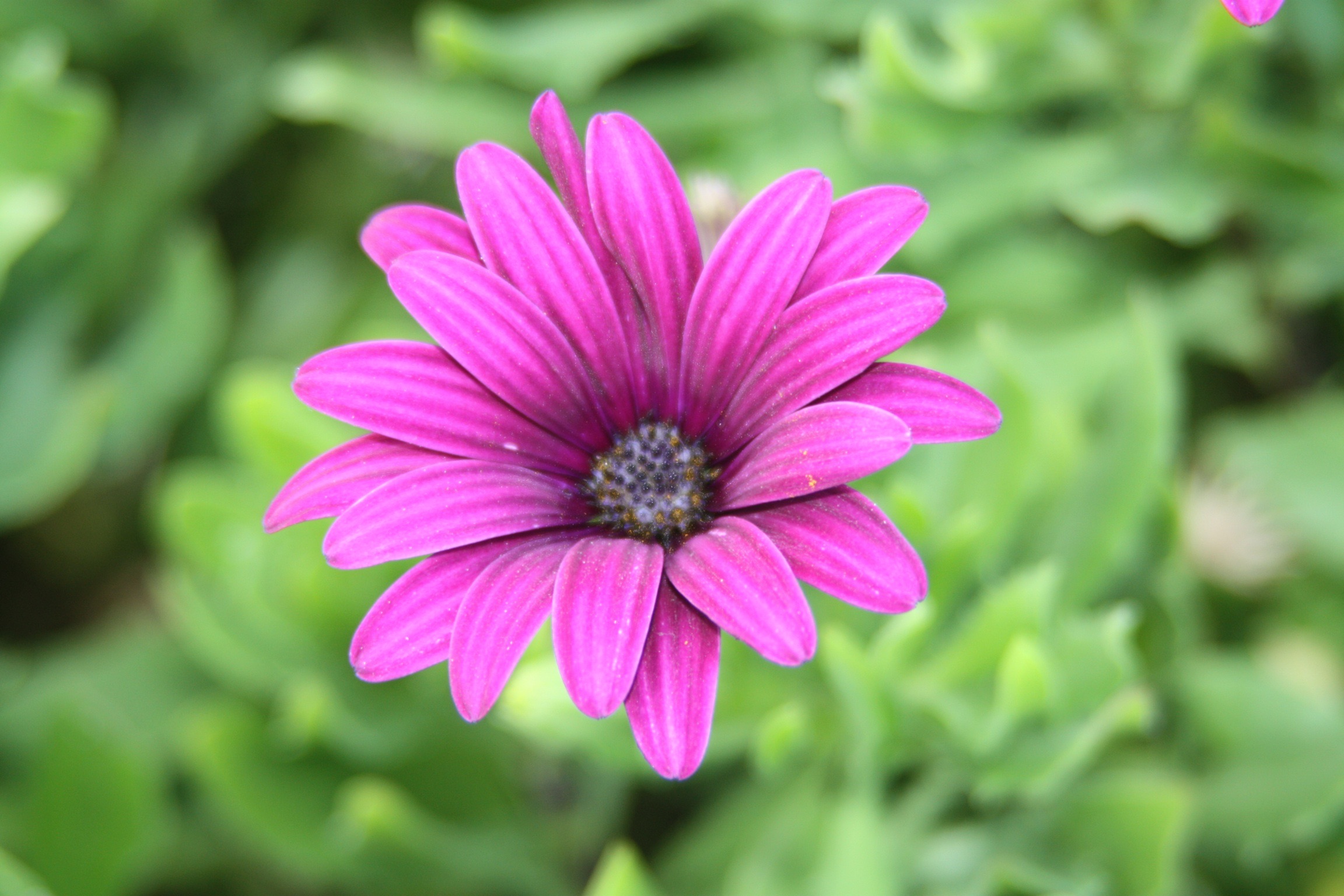 Il Magenta naturale di Elisa Sillen