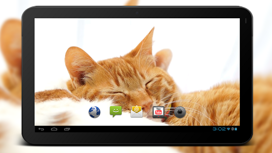 4K Cute Sleepy Kitty Video Live Wallpaper(圖8)-速報App