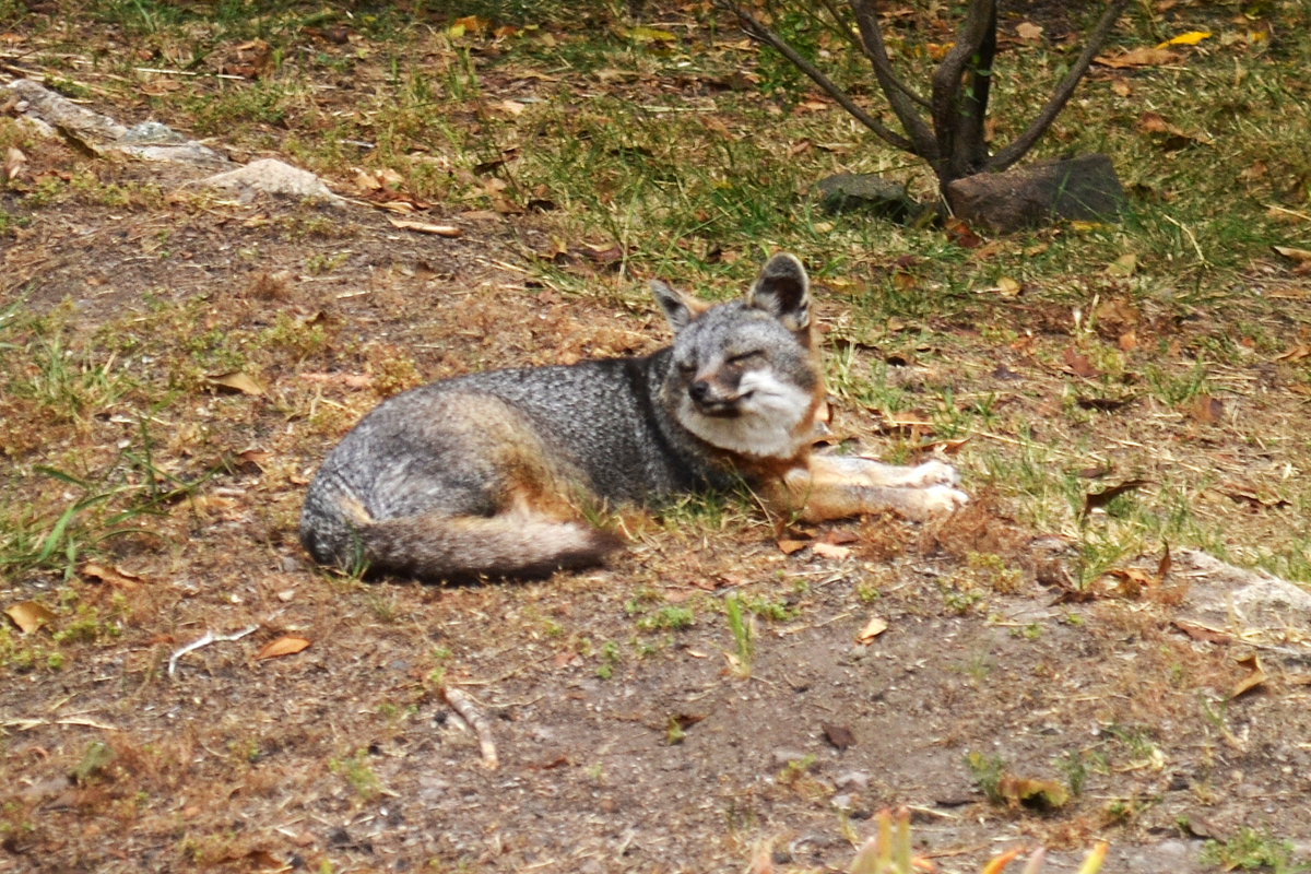 Catalina Island Fox