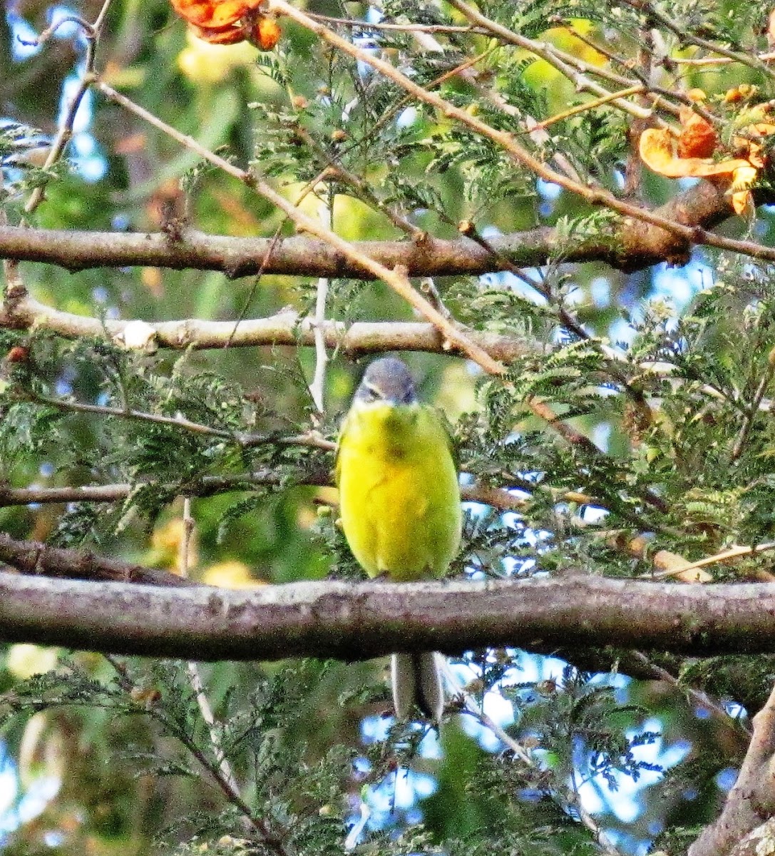 Yellow Wagtail