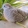 Zebra Dove Bird Calls icon