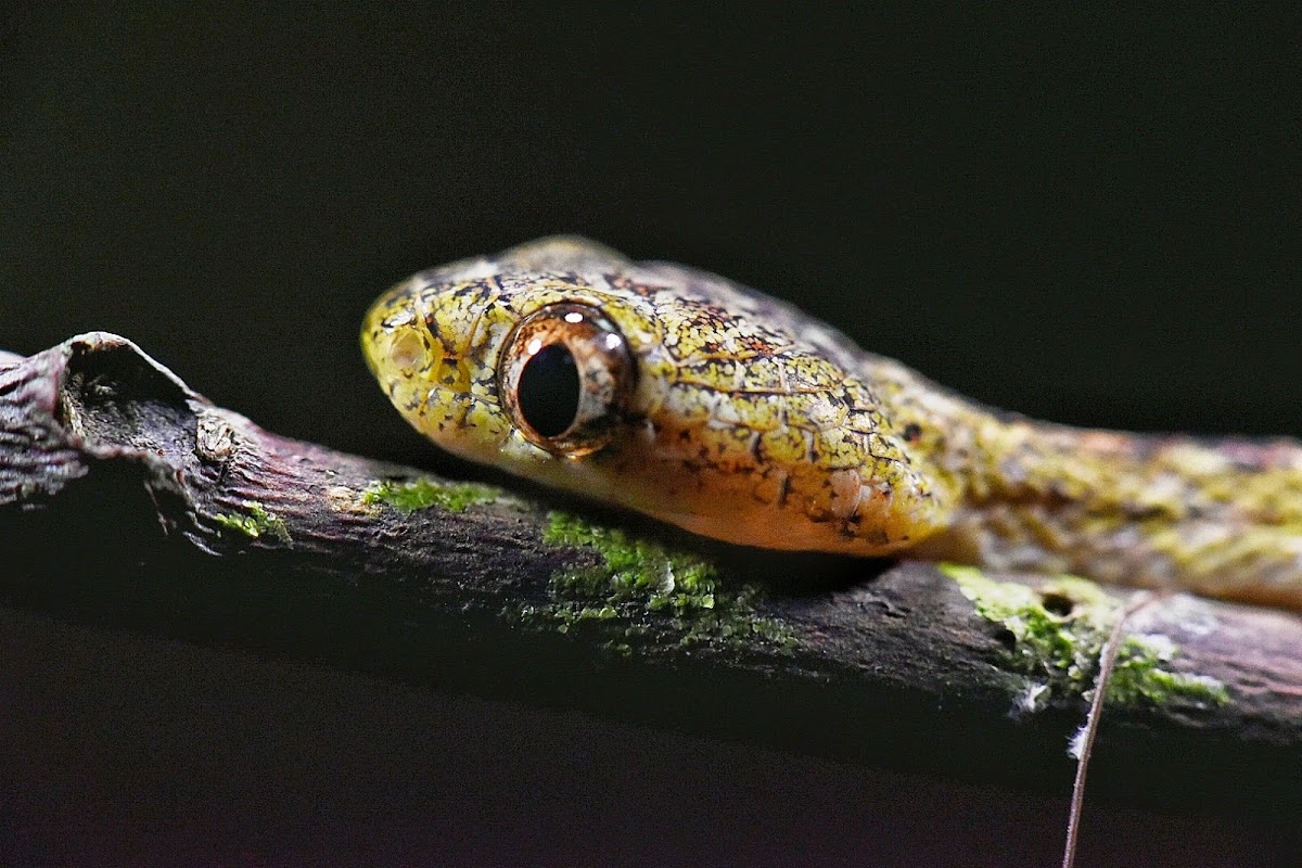 Pale-spotted Cat Snake