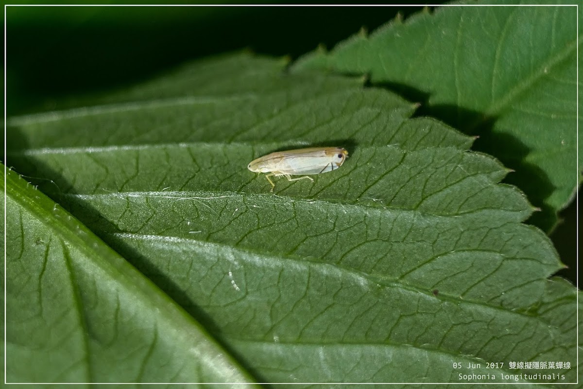 Sophonia longitudinalis 雙線擬隱脈葉蟬