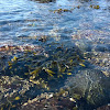 Rockweed