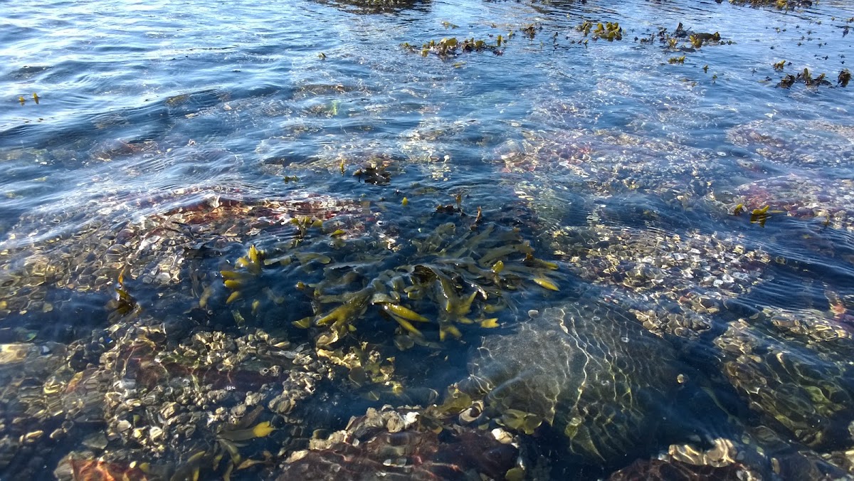 Rockweed