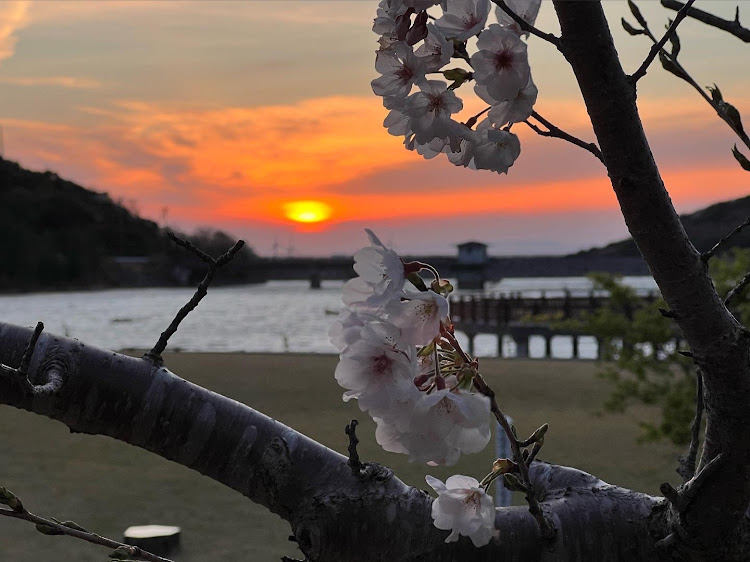 プリウスの桜とコラボ🌸・iPhone13pro・純正style・ピックアップされてみたいに関するカスタム事例の投稿画像7枚目