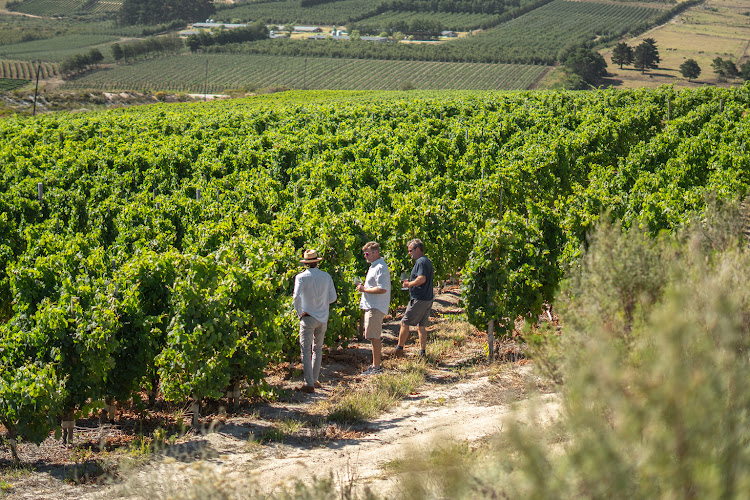 Hemelzicht Vineyards team: CEO Roland Peens, Bevan Newton Johnson and Gordon Newton Johnson.