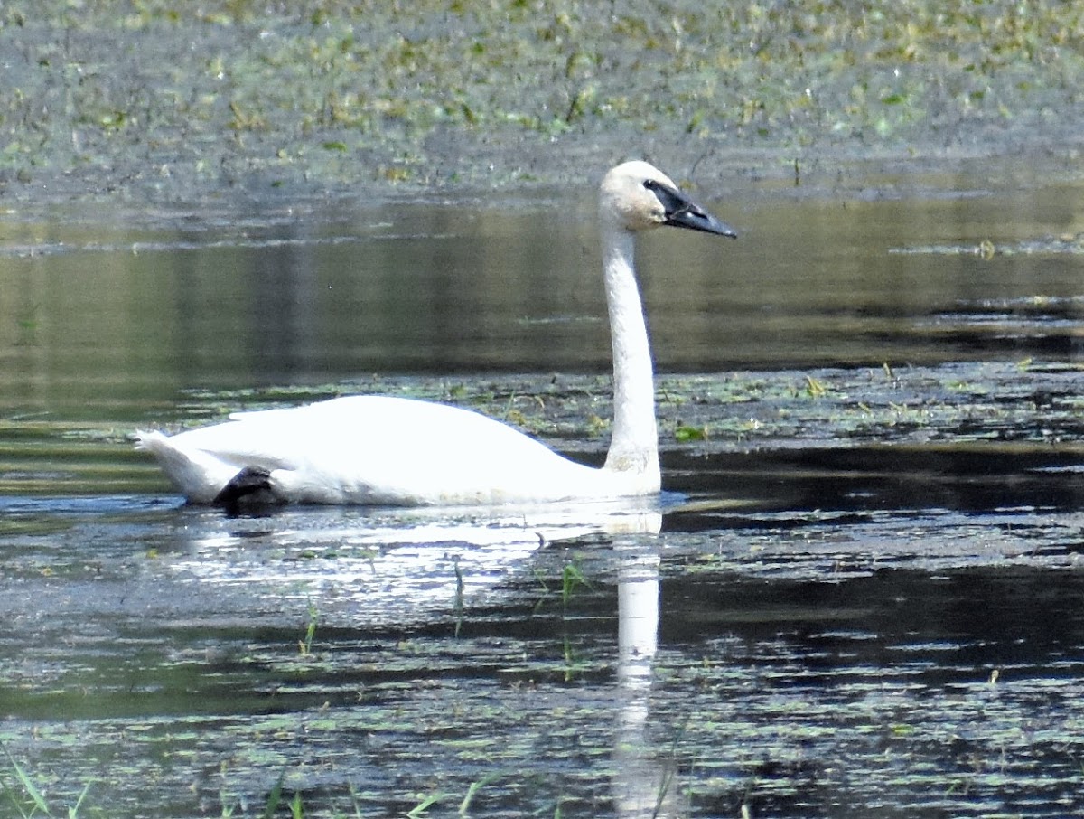 Trumpeter Swan