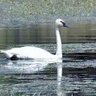 Trumpeter Swan