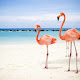Flamingos - New Tab in HD