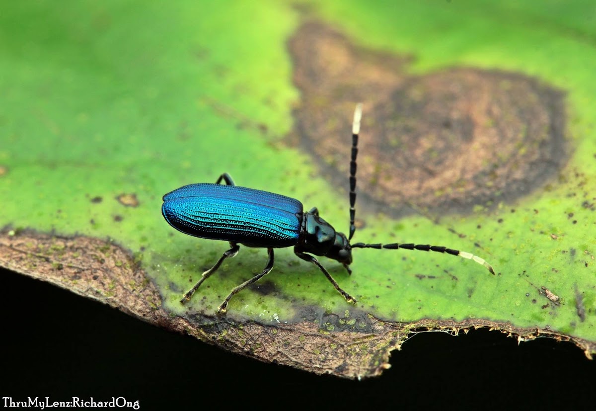 Leaf Beetle