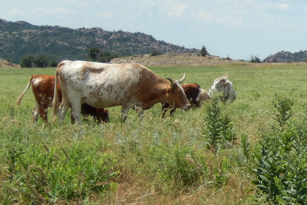 Texas Longhorn