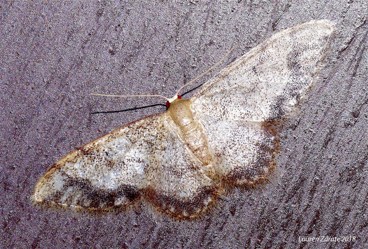 Moth