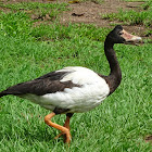 Magpie goose