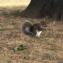 Greay Squirrel