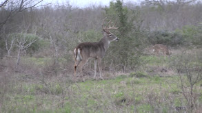 South Texas and Friends 2 thumbnail