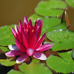Cover Image of Download Lotus Flower Wallpapers 1.1 APK