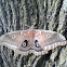 Polyphemus Moth