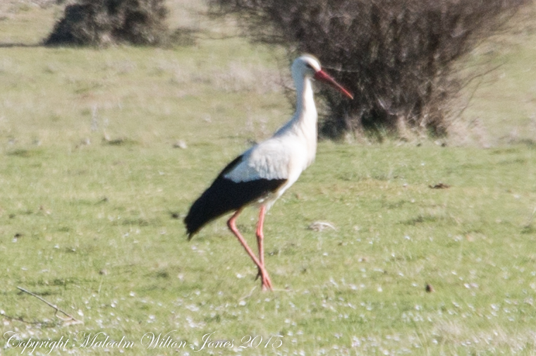 White Stork; Cigüeña Blanca