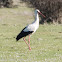 White Stork; Cigüeña Blanca