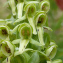 Huron Green Orchid