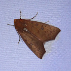 Noctuidae Moth