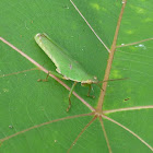 Tobacco grasshopper