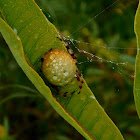 Orb Weavers