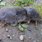 Northern Short-Tailed Shrew