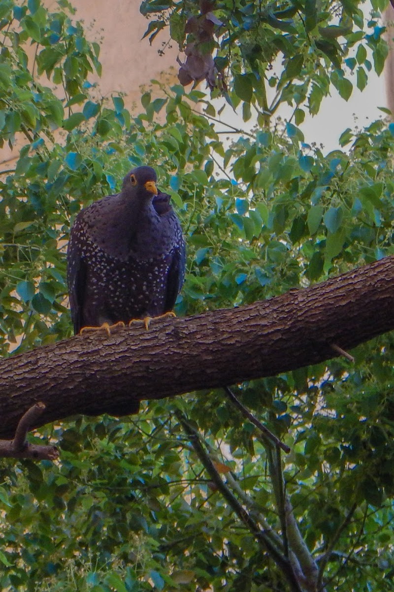 African Olive-Pigeon