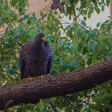 African Olive-Pigeon