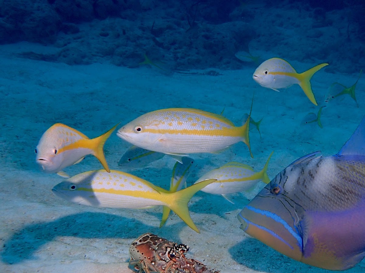 Yellowtail Snapper