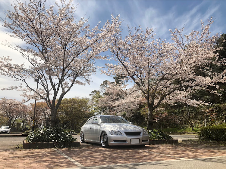 マークXのドライブ・DIY・桜に関するカスタム事例の投稿画像1枚目