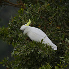 Sulphur-crested Cockatoo