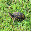 Eastern Box Turtle