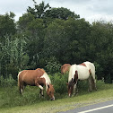 Chincoteague Pony