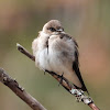 Northern rough-winged swallow