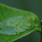 Granular Glass Frog