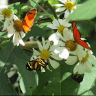 Julia butterfly (with ethilia longwing)