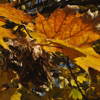 Tonalità d'ottobre di 