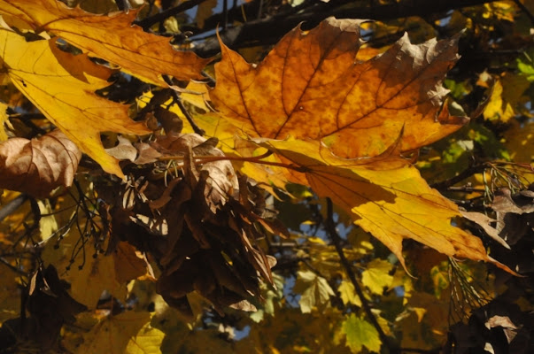 Tonalità d'ottobre di Dario Marzanni