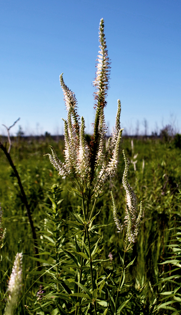 Culver's Root