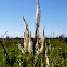 Culver's Root