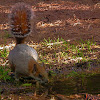 Grey Squirrel