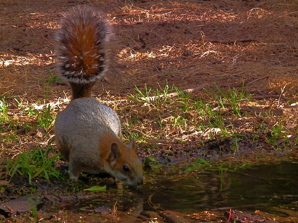 Grey Squirrel