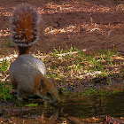 Grey Squirrel