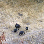 California Turkey