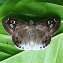 Pied Flat or Common Snow Flat