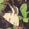 White Underwing Moth